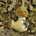 Boletus_aereus_bh8039