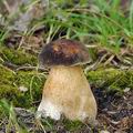 Boletus_aereus_bh8045