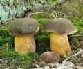 Boletus_aereus_bh8094