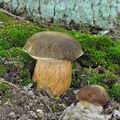 Boletus_aereus_bh8101