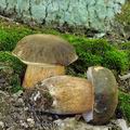 Boletus_aereus_bh8102