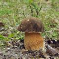 Boletus_aereus_bh8278