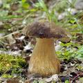 Boletus_aereus_bh8287