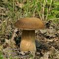 Boletus_aereus_bh8383