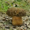 Boletus_aereus_bh8516