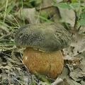 Boletus_aereus_bh8521