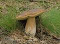 Boletus_aestivalis_a449