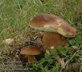 Boletus_aestivalis_ab9760