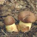 Boletus_appendiculatus_ai8394