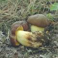 Boletus_appendiculatus_ai8464