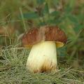 Boletus_appendiculatus_ai8465