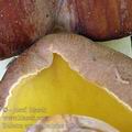 Boletus_appendiculatus_ai8478