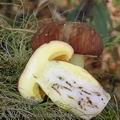 Boletus_appendiculatus_ai8482