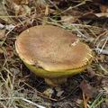 Boletus_appendiculatus_ai9062