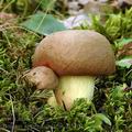 Boletus_appendiculatus_al5704