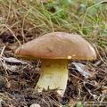 Boletus_appendiculatus_be2765