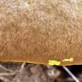 Boletus_appendiculatus_be2769