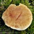 Boletus_appendiculatus_bi5622