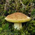 Boletus_appendiculatus_bi5627