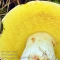 Boletus_appendiculatus_bi5646