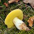 Boletus_appendiculatus_bi5649