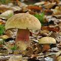 Boletus_calopus_bi2948