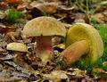 Boletus_calopus_bi2960