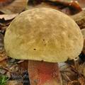 Boletus_calopus_bi2974