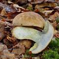 Boletus_calopus_bi2988