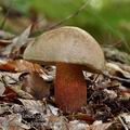 Boletus_calopus_bi3000