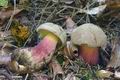 Boletus_calopus_k3878