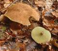 Boletus_cavipes_a8226