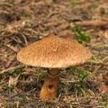 Boletus cavipes bi3291