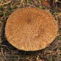 Boletus cavipes bi3292