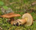 Boletus cavipes bi3307