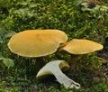 Boletus cavipes bi5330