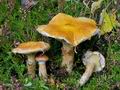 Boletus_cavipes_cg2144s