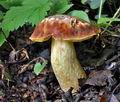 Boletus_depilatus_ce4172