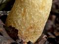 Boletus_depilatus_ce4187s