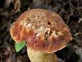 Boletus_depilatus_ce4193s