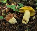 Boletus_depilatus_ce4214