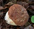 Boletus_depilatus_ce4228s