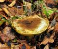 Boletus_depilatus_jf9187