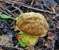 Boletus_depilatus_jf9197