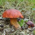 Boletus_dupainii_bh8104