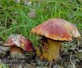 Boletus_dupainii_bh8139