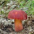 Boletus_dupainii_bh8274