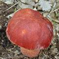 Boletus_dupainii_bh8276