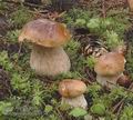 Boletus_edulis_ac0138