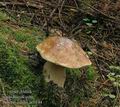 Boletus_edulis_ac0144